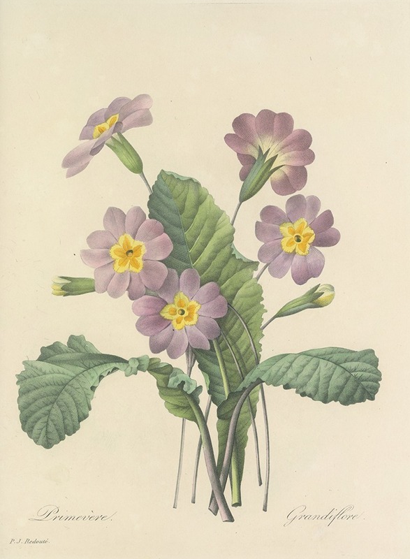 Choix des plus belles fleurs pl 082 by Pierre-Joseph Redouté, 1827 — digital art print download