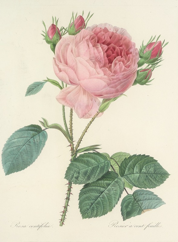 Choix des plus belles fleurs pl 086 by Pierre-Joseph Redouté, 1827 — digital art print download