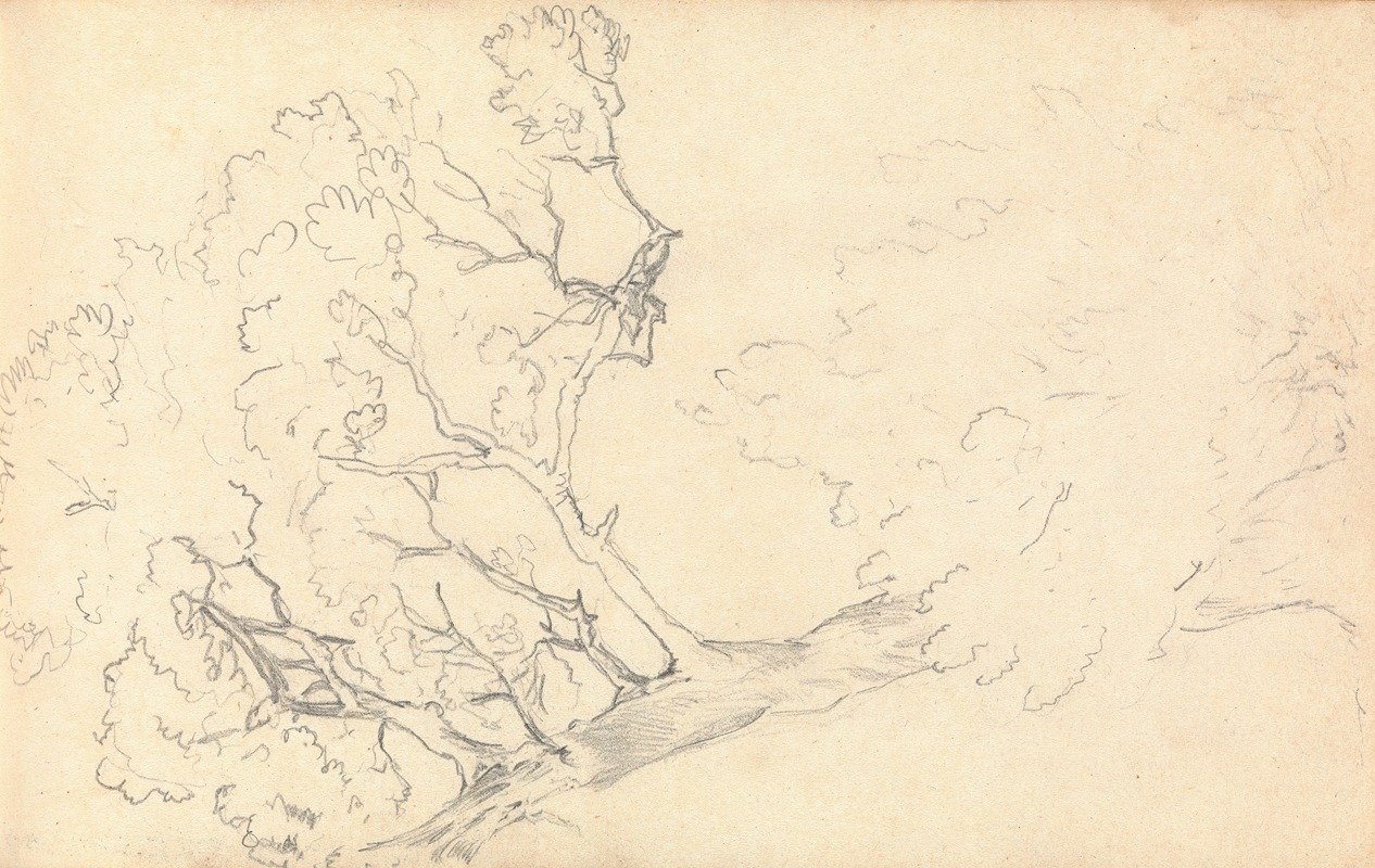Sketch of a Large Tree by Томас Бредшоу — digital art print download