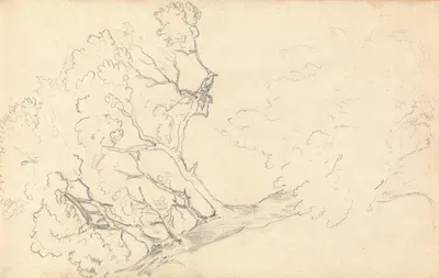 Sketch of a Large Tree by Томас Бредшоу — digital art print download
