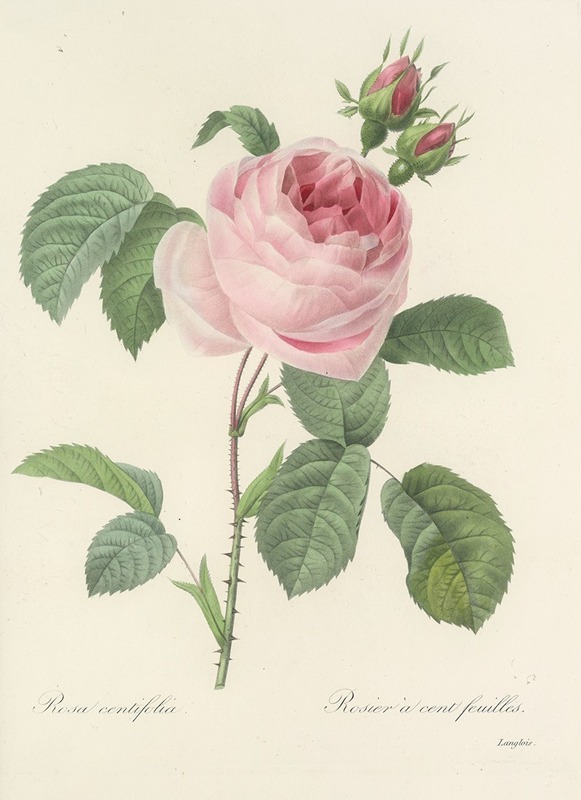 Choix des plus belles fleurs pl 087 by Pierre-Joseph Redouté, 1827 — digital art print download