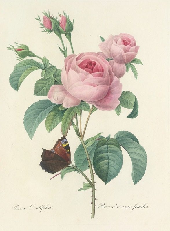 Choix des plus belles fleurs pl 088 by Pierre-Joseph Redouté, 1827 — digital art print download