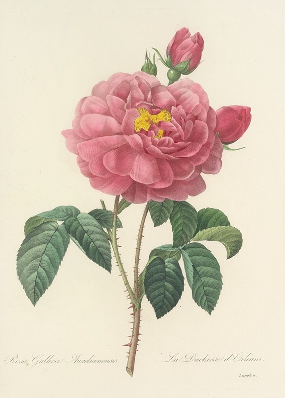 Choix des plus belles fleurs pl 090 by Pierre-Joseph Redouté, 1827 — digital art print download
