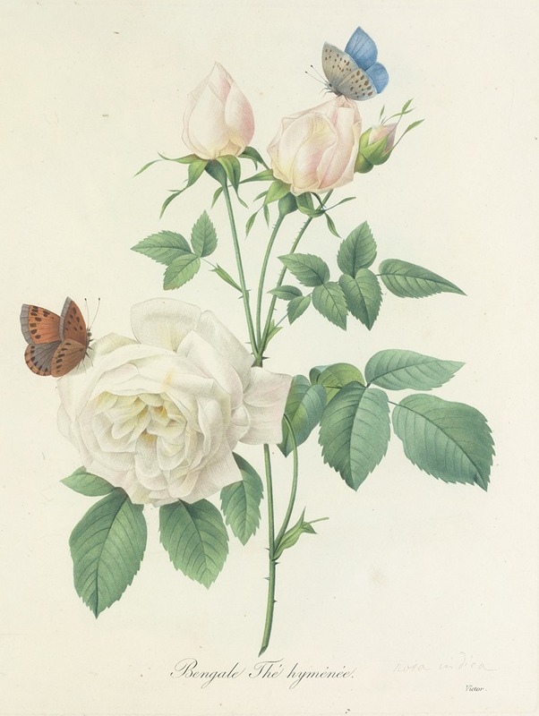 Choix des plus belles fleurs pl 092 by Pierre-Joseph Redouté, 1827 — digital art print download