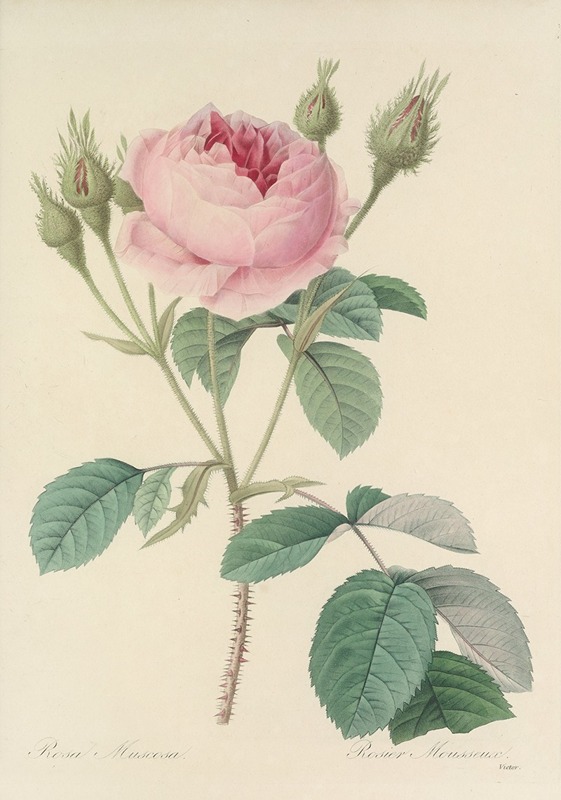 Choix des plus belles fleurs pl 093 by Pierre-Joseph Redouté, 1827 — digital art print download