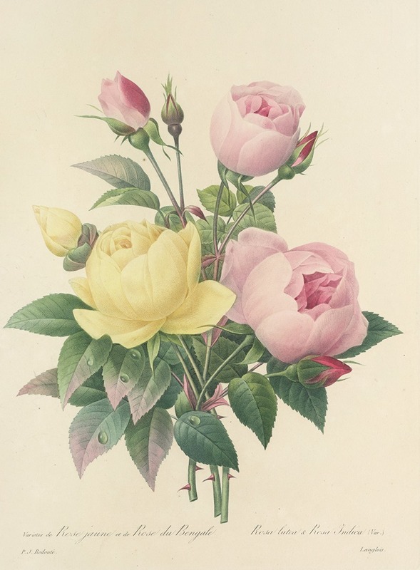 Choix des plus belles fleurs pl 094 by Pierre-Joseph Redouté, 1827 — digital art print download