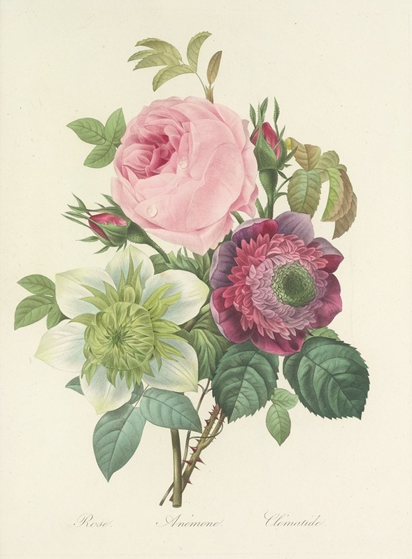 Choix des plus belles fleurs pl 095 by Pierre-Joseph Redouté, 1827 — digital art print download