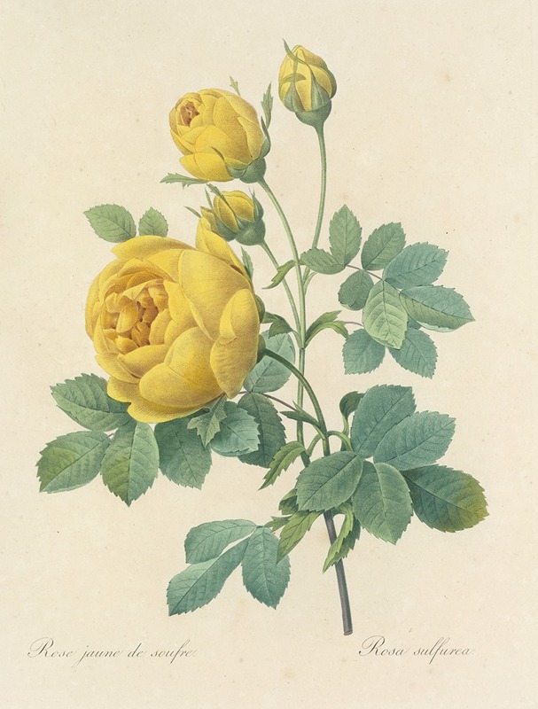 Choix des plus belles fleurs pl 096 by Pierre-Joseph Redouté, 1827 — digital art print download