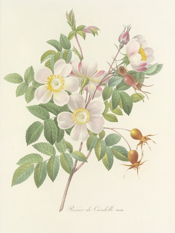 Choix des plus belles fleurs pl 098 by Pierre-Joseph Redouté, 1827 — digital art print download