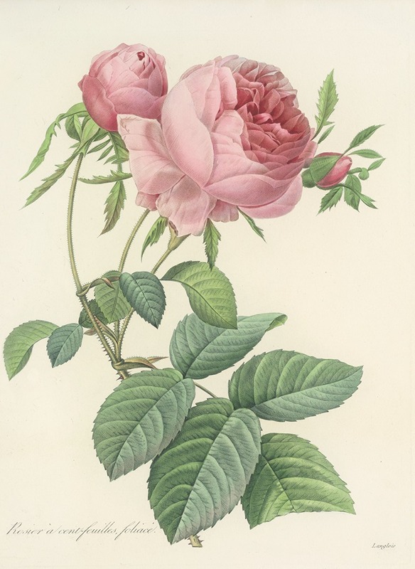 Choix des plus belles fleurs pl 099 by Pierre-Joseph Redouté, 1827 — digital art print download