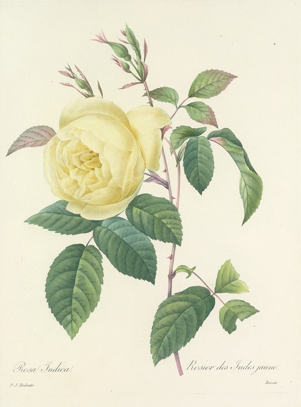 Choix des plus belles fleurs pl 100 by Pierre-Joseph Redouté, 1827 — digital art print download