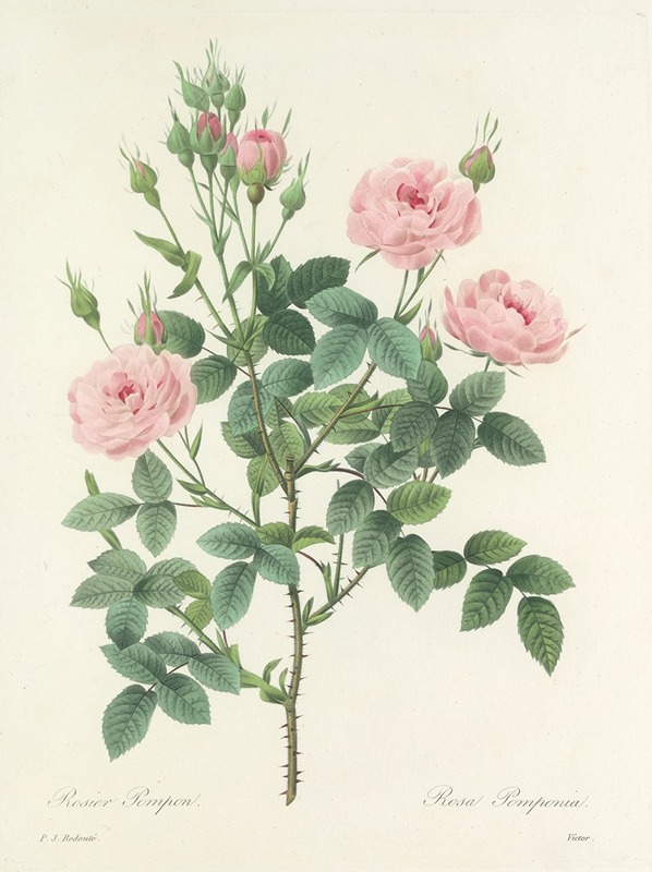 Choix des plus belles fleurs pl 101 by Pierre-Joseph Redouté, 1827 — digital art print download