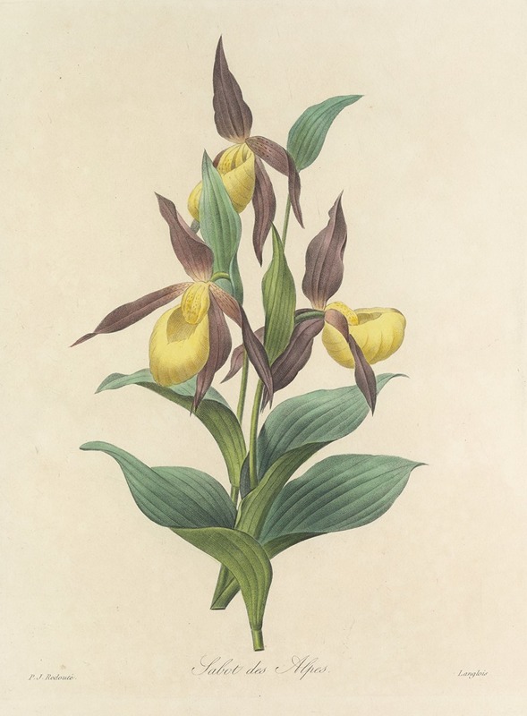 Choix des plus belles fleurs pl 102 by Pierre-Joseph Redouté, 1827 — digital art print download
