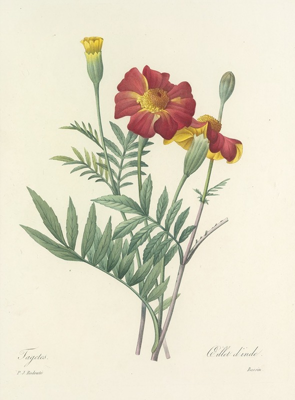 Choix des plus belles fleurs pl 104 by Pierre-Joseph Redouté, 1827 — digital art print download