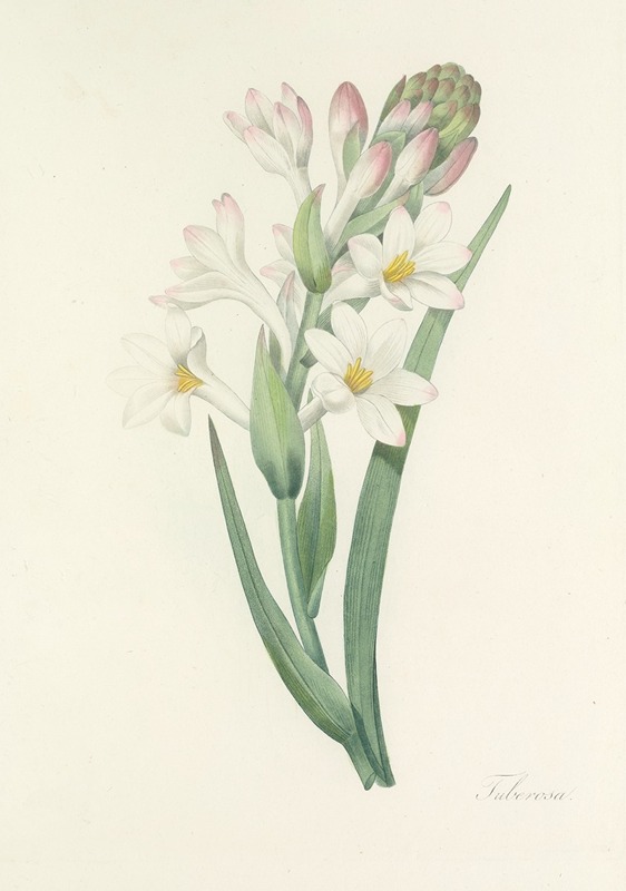 Choix des plus belles fleurs pl 107 by Pierre-Joseph Redouté, 1827 — digital art print download