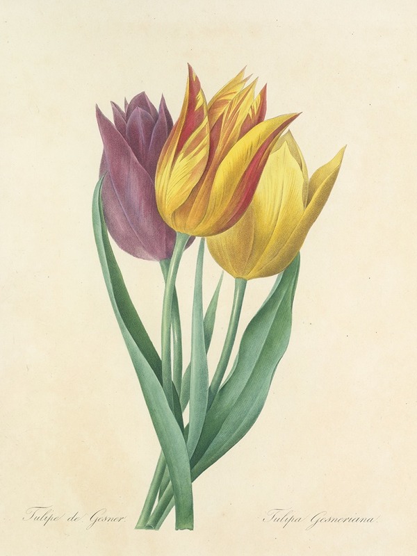 Choix des plus belles fleurs pl 108 by Pierre-Joseph Redouté, 1827 — digital art print download