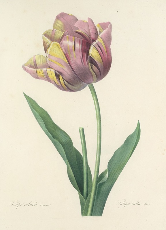 Choix des plus belles fleurs pl 109 by Pierre-Joseph Redouté, 1827 — digital art print download