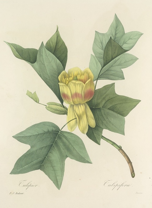 Choix des plus belles fleurs pl 110 by Pierre-Joseph Redouté, 1827 — digital art print download