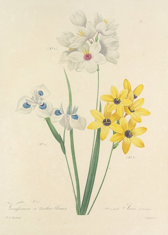 Choix des plus belles fleurs pl 111 by Pierre-Joseph Redouté, 1827 — digital art print download