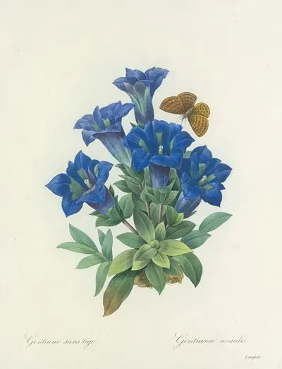 Choix des plus belles fleurs pl 112 by Pierre-Joseph Redouté, 1827 — digital art print download