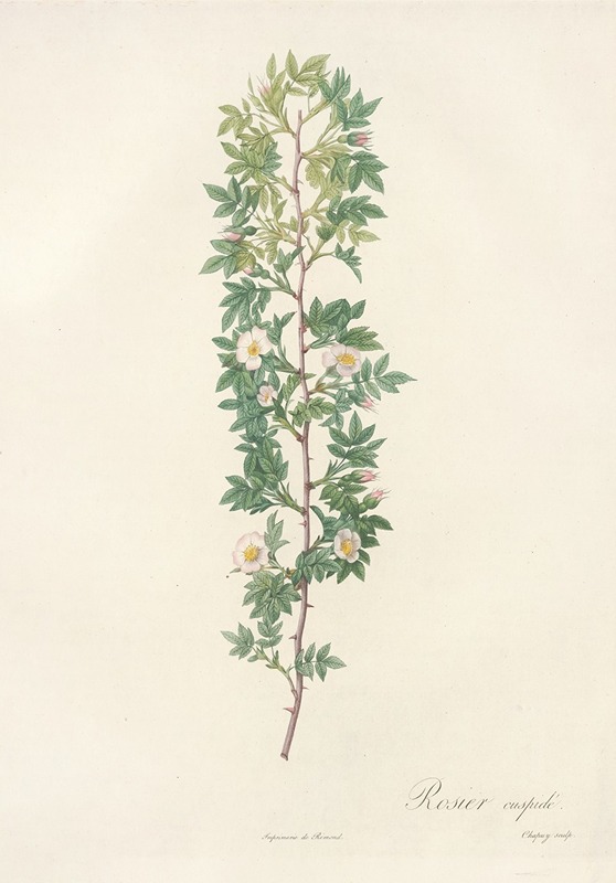 Rosa Aciphylla by Pierre-Joseph Redouté, 1817 - 1824 — digital art print download