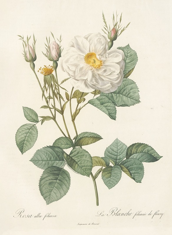 Rosa Alba foliacea by Pierre-Joseph Redouté, 1817 - 1824 — digital art print download