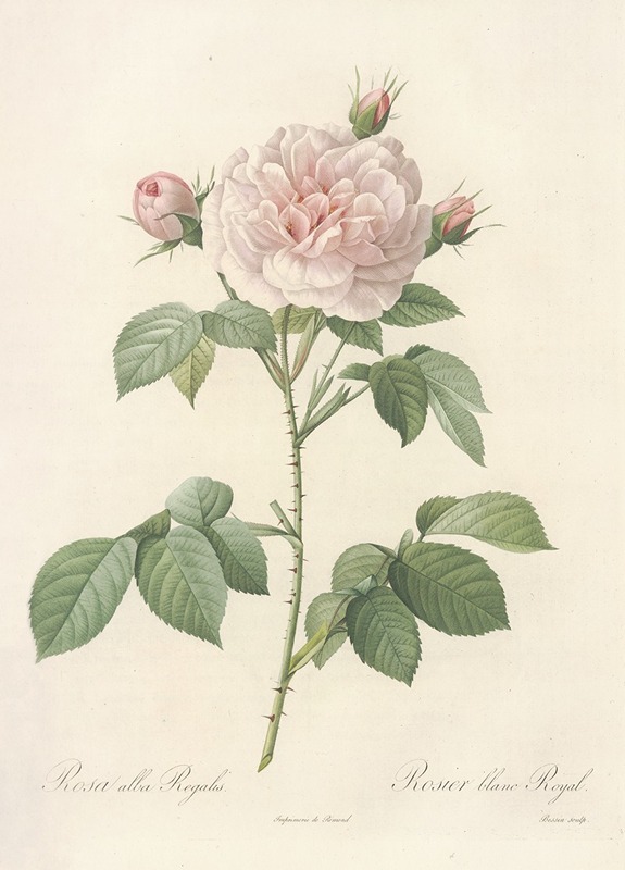 Rosa Alba Regalis by Pierre-Joseph Redouté, 1817 - 1824 — digital art print download