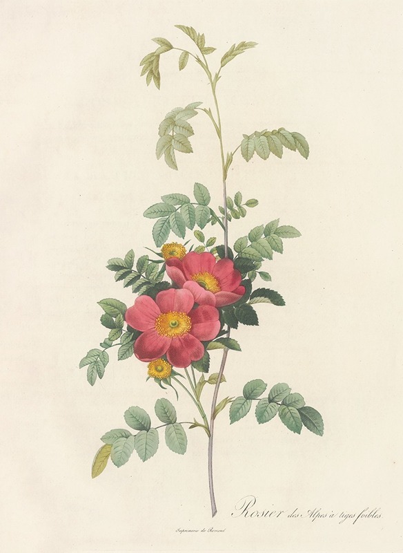 Rosa Alpina Debilis by Pierre-Joseph Redouté, 1817 - 1824 — digital art print download