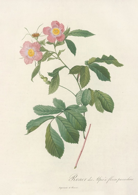 Rosa Alpina Flore Variegato by Pierre-Joseph Redouté, 1817 - 1824 — digital art print download