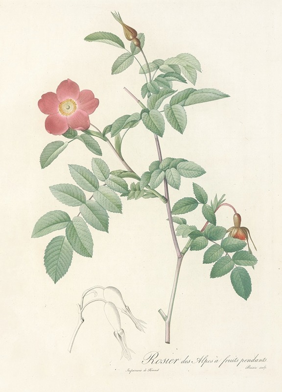 Rosa Alpina Pendulina by Pierre-Joseph Redouté, 1817 - 1824 — digital art print download