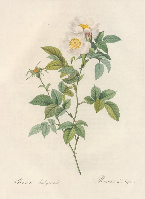 Rosa Andegavensis by Pierre-Joseph Redouté, 1817 - 1824 — digital art print download