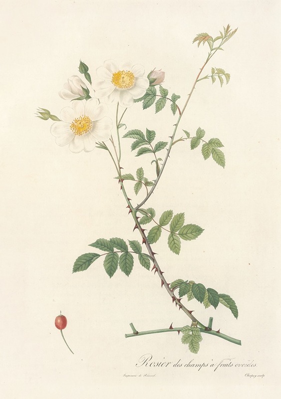 Rosa Arvensis Ovata by Pierre-Joseph Redouté, 1817 - 1824 — digital art print download