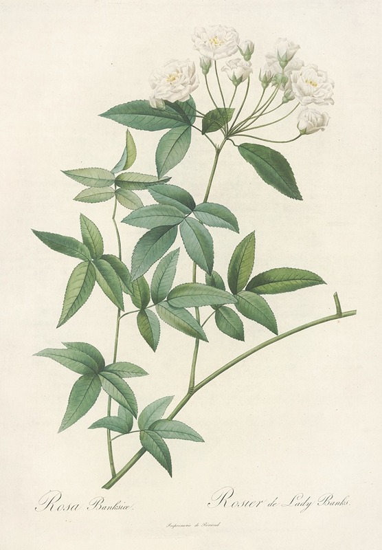 Rosa Banksiae by Pierre-Joseph Redouté, 1817 - 1824 — digital art print download
