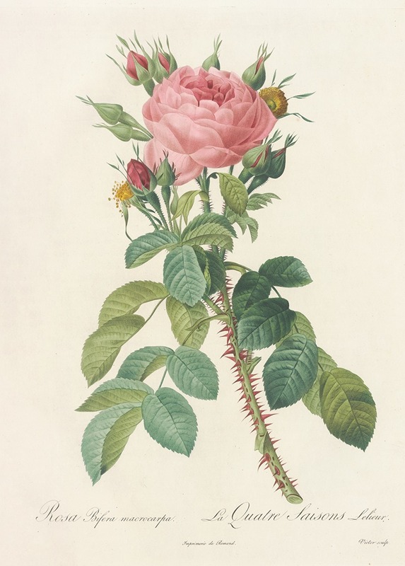 Rosa Bifera Macrocarpa by Pierre-Joseph Redouté, 1817 - 1824 — digital art print download
