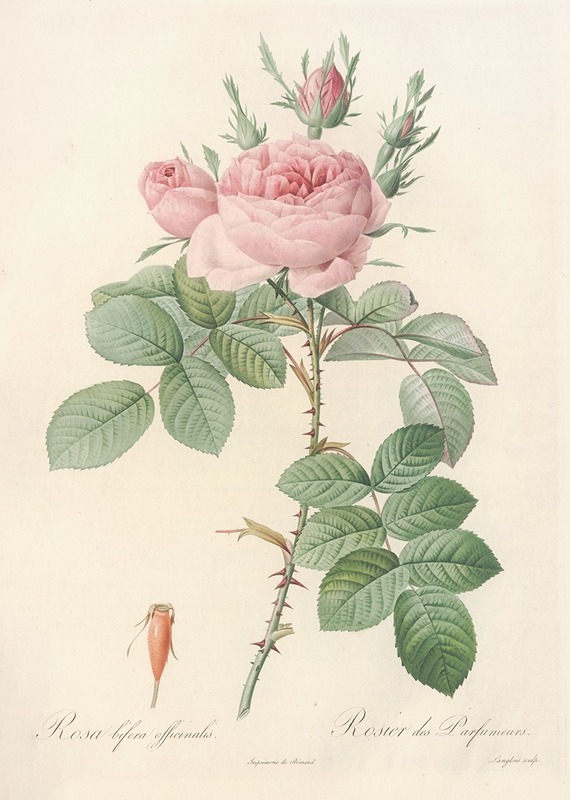 Rosa bifera Officinalis by Pierre-Joseph Redouté, 1817 - 1824 — digital art print download