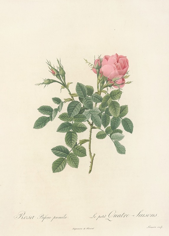 Rosa Bifera Pumila by Pierre-Joseph Redouté, 1817 - 1824 — digital art print download