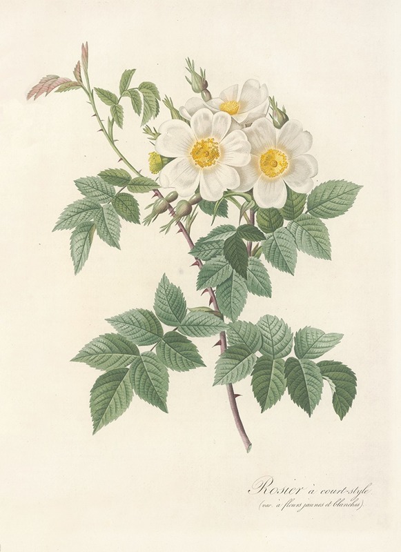 Rosa Brevistyla Leucochroa by Pierre-Joseph Redouté, 1817 - 1824 — digital art print download