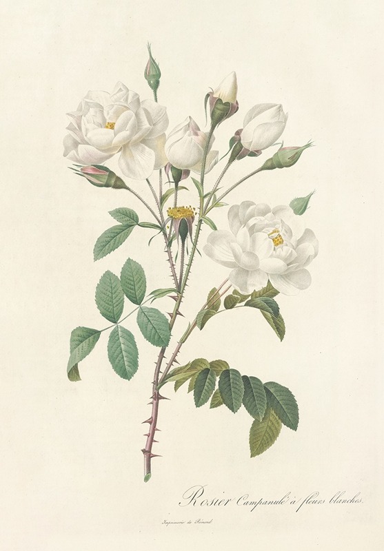 Rosa Campanulata Alba by Pierre-Joseph Redouté, 1817 - 1824 — digital art print download
