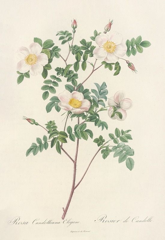 Rosa Candolleana Elegans by Pierre-Joseph Redouté, 1817 - 1824 — digital art print download