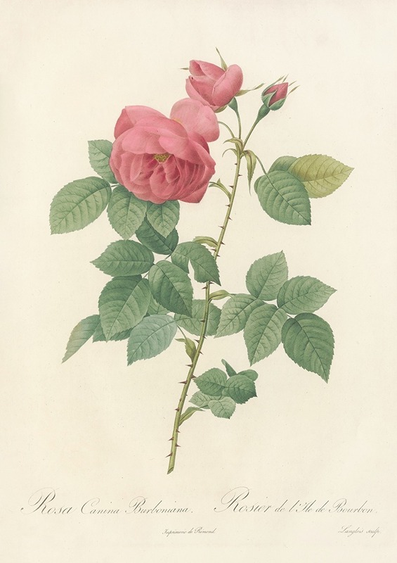Rosa Canina Burboniana — Pierre-Joseph Redouté