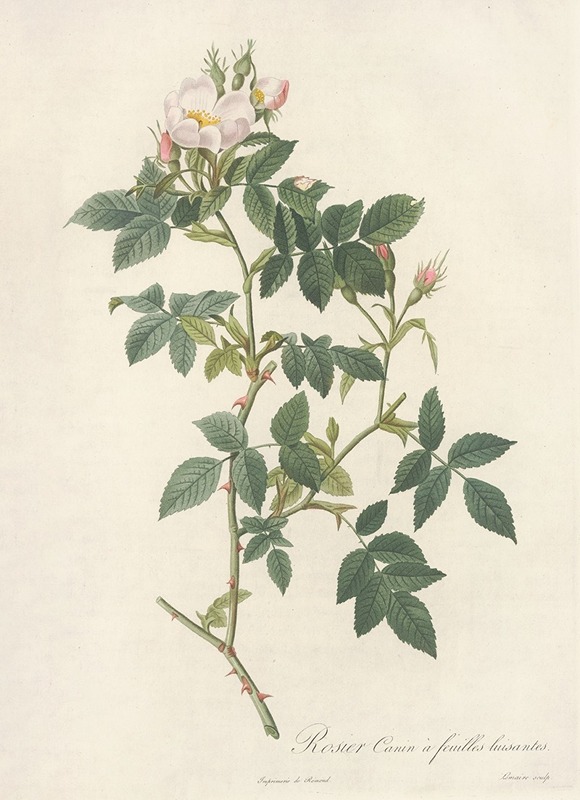 Rosa Canina Nitens by Pierre-Joseph Redouté, 1817 - 1824 — digital art print download