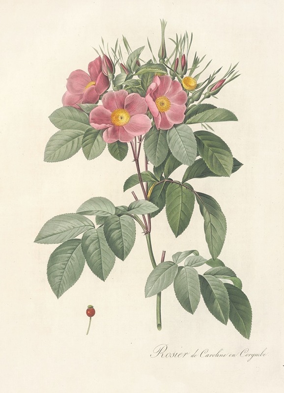 Rosa Carolina Corymbosa by Pierre-Joseph Redouté, 1817 - 1824 — digital art print download