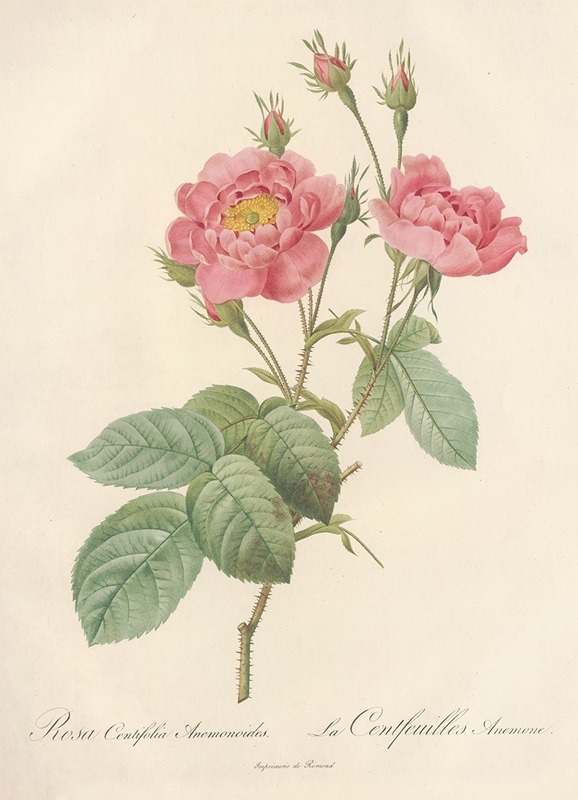 Rosa Centifolia Anemonoides by Pierre-Joseph Redouté, 1817 - 1824 — digital art print download