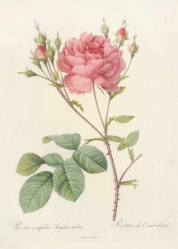 Rosa Centifolia Anglica Rubra by Pierre-Joseph Redouté, 1817 - 1824 — digital art print download