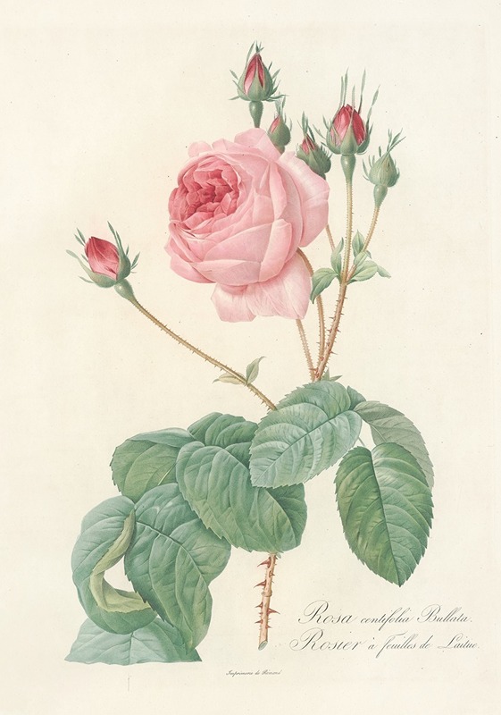 Rosa Centifolia Bullata by Pierre-Joseph Redouté, 1817 - 1824 — digital art print download