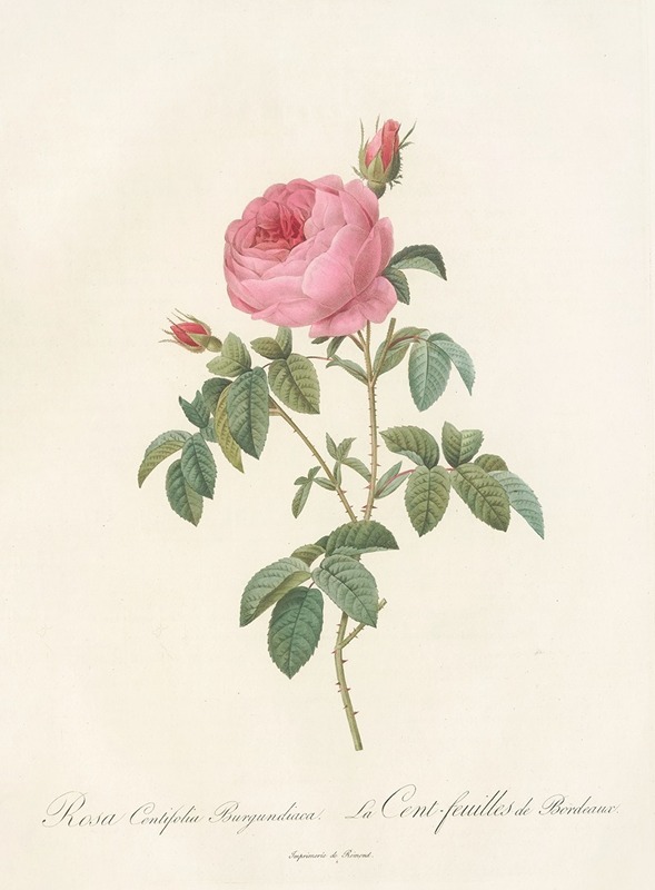 Rosa Centifolia Burgundiaca by Pierre-Joseph Redouté, 1817 - 1824 — digital art print download