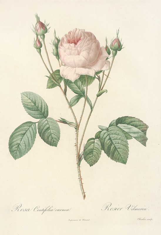 Rosa Centifolia Carnea by Pierre-Joseph Redouté, 1817 - 1824 — digital art print download