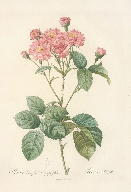 Rosa Centifolia Caryophyllea by Pierre-Joseph Redouté, 1817 - 1824 — digital art print download