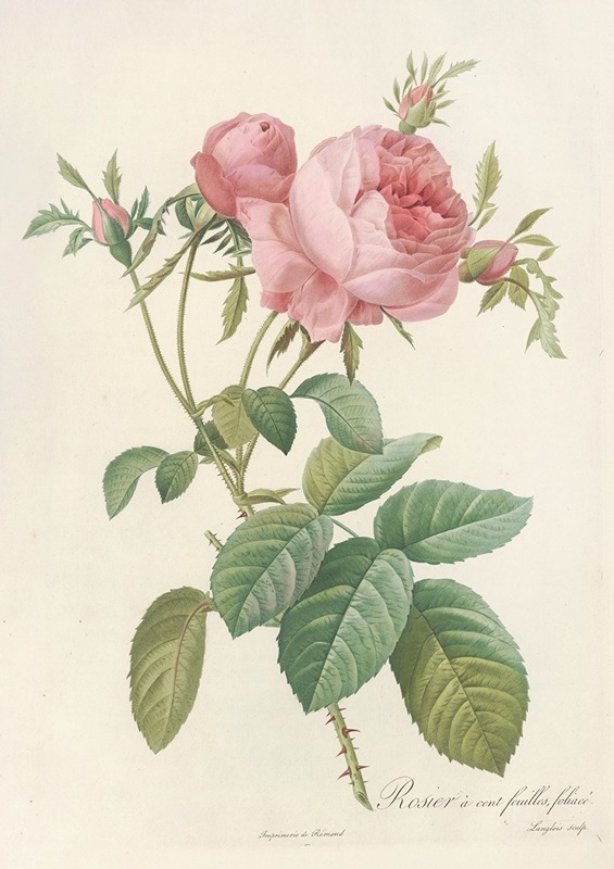 Rosa Centifolia Foliacea by Pierre-Joseph Redouté, 1817 - 1824 — digital art print download