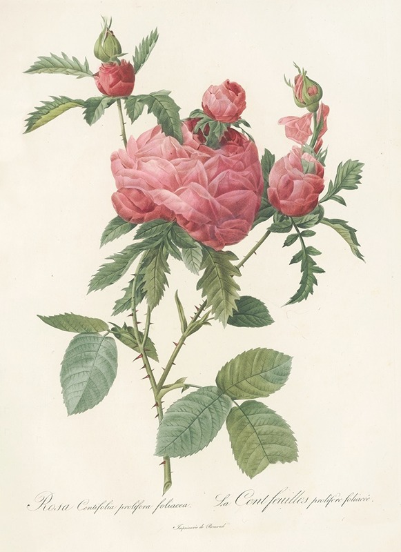 Rosa Centifolia Prolifera Foliacea by Pierre-Joseph Redouté, 1817 - 1824 — digital art print download
